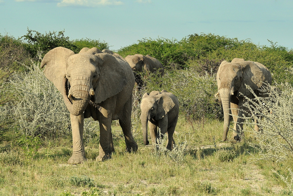 Eléphant (20)