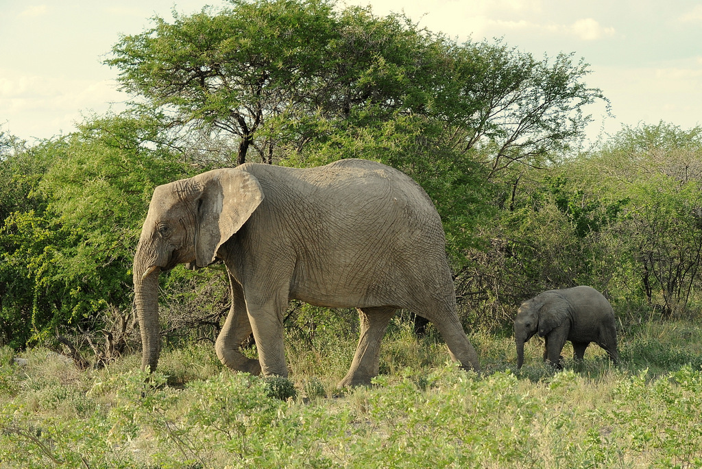 Eléphant (22)