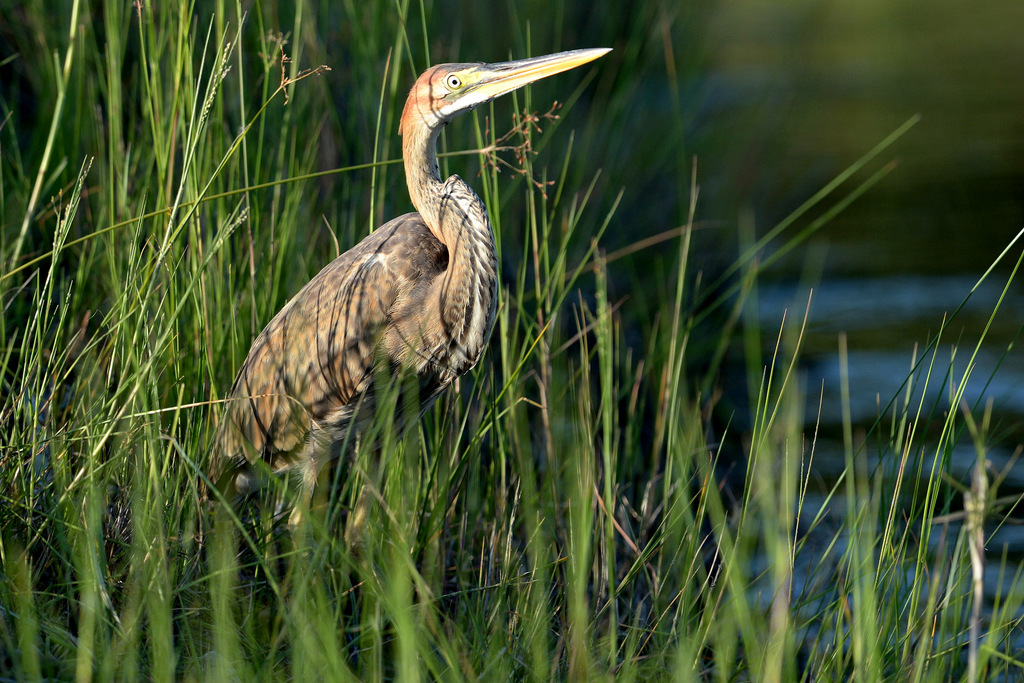 Héron Goliath/Goliath Heron (2)