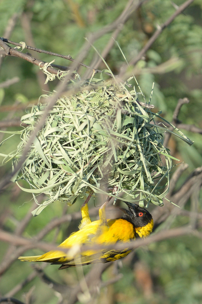 Tisserin/Weaver (1)