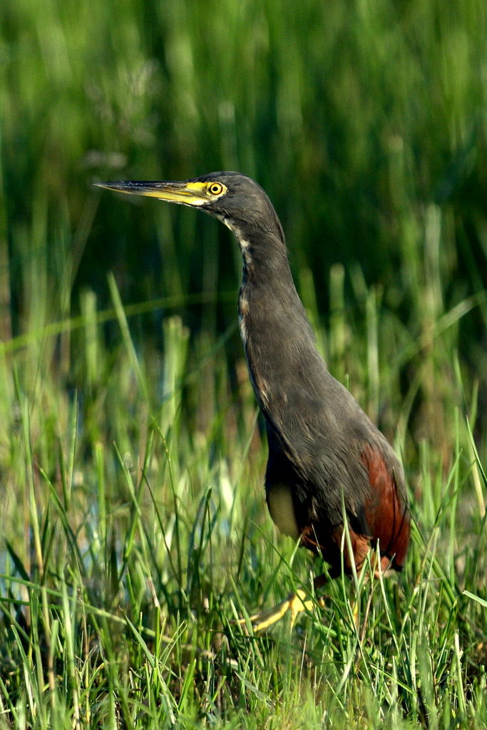 Crabier à ventre roux/Rufous-bellied Heron (3)