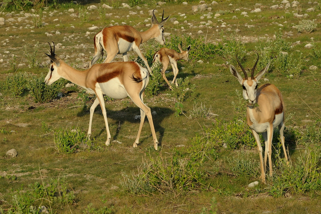 Springbok (7)