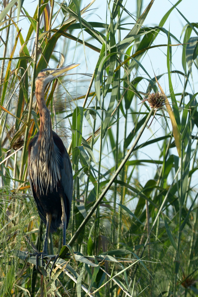 Héron Goliath/Goliath Heron (3)