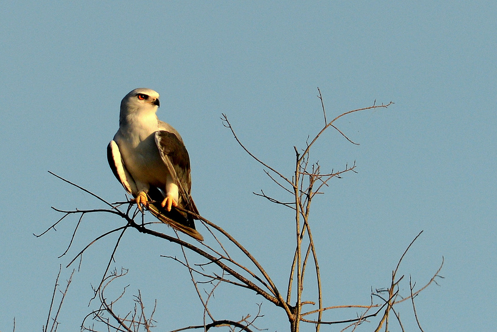 Elanion blanc/Black-shouldered Kite (1)