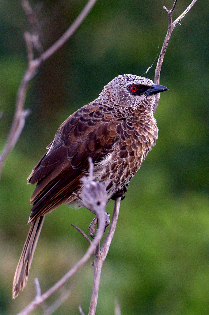 Cratérope fléché/Arrow-marked Babbler (1)