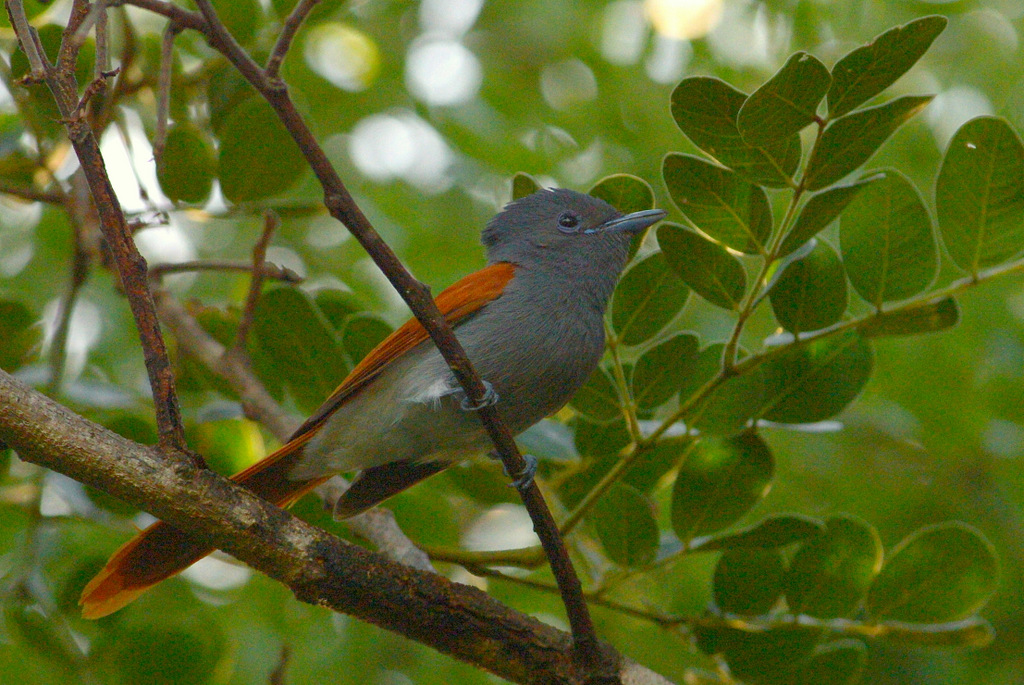 Tchitrec d'Afrique/African Paradise-Flycatcher (1)