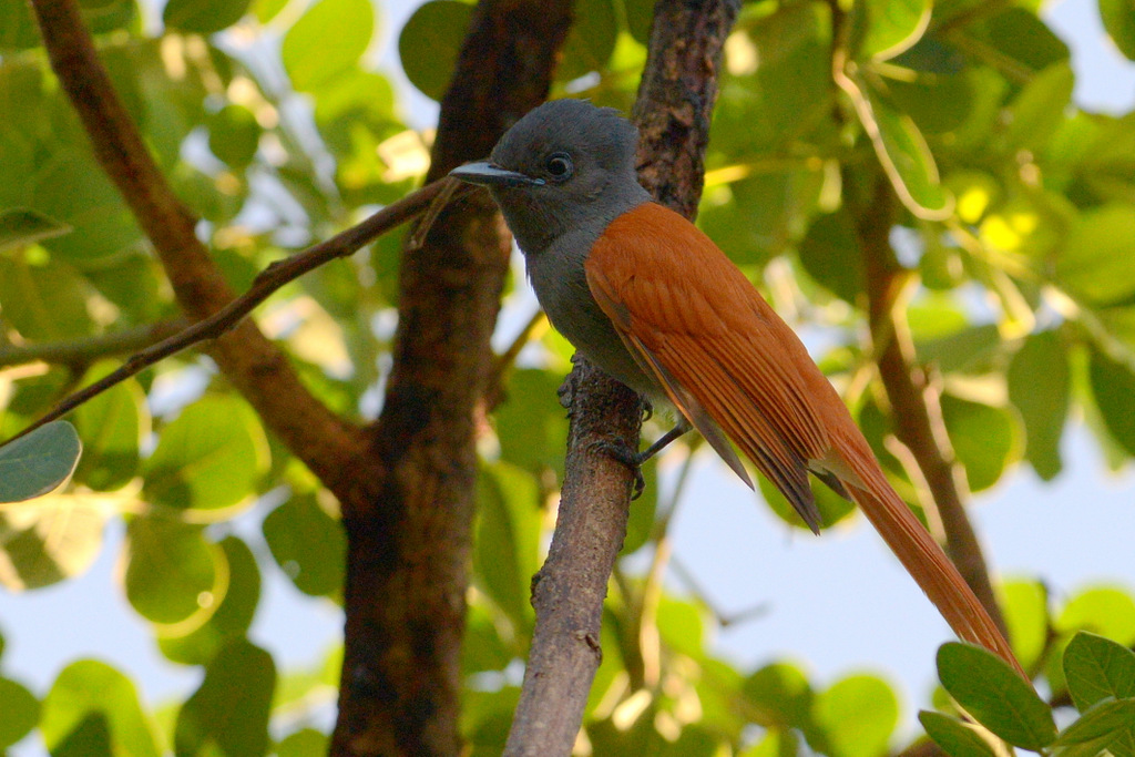 Tchitrec d'Afrique/African Paradise-Flycatcher (2)