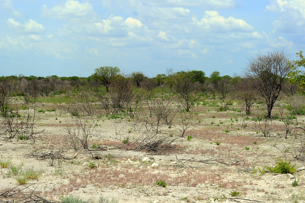 Etosha (9)