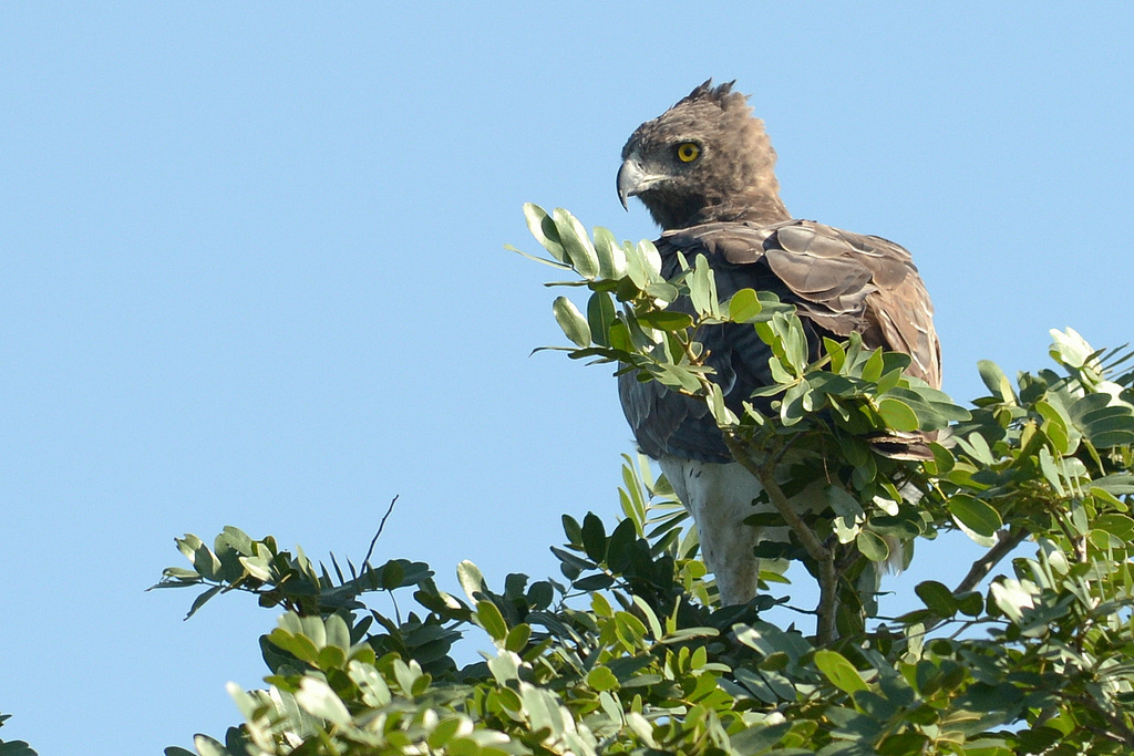 Aigle martial/Martial Eagle (1)