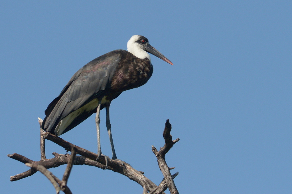 Cigogne épiscopale/Woolly-necked Stork (1)