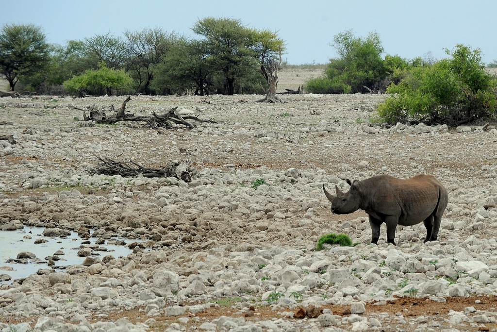 Rhinocéros noir/Black Rhino (12)