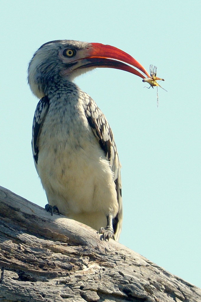 Calao à bec rouge/Red-billed Hornbill (1)