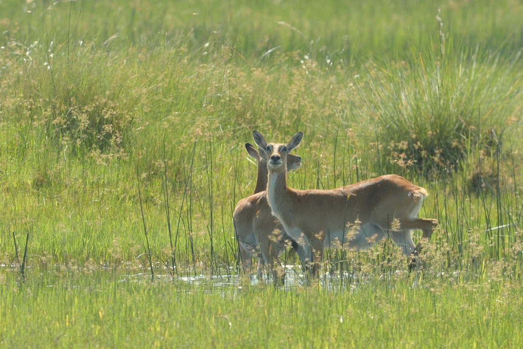 Cobe lechwe/Red Lechwe (3)
