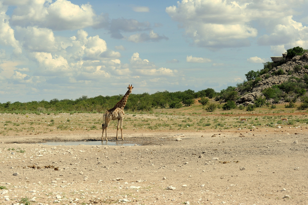 Girafe/Giraffe (17)