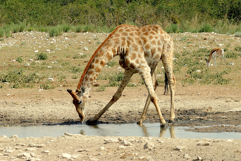 Girafe/Giraffe (18)