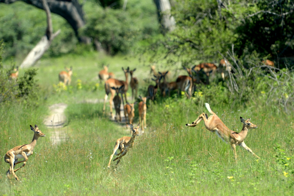 Impala (1)