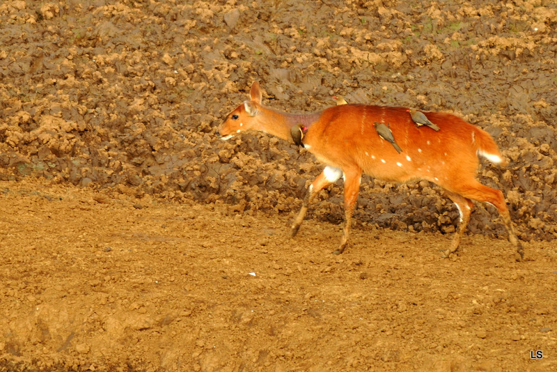 Guib harnaché/Bushbuck (1)