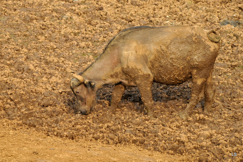 Buffle du Cap/Cape Buffalo (1)