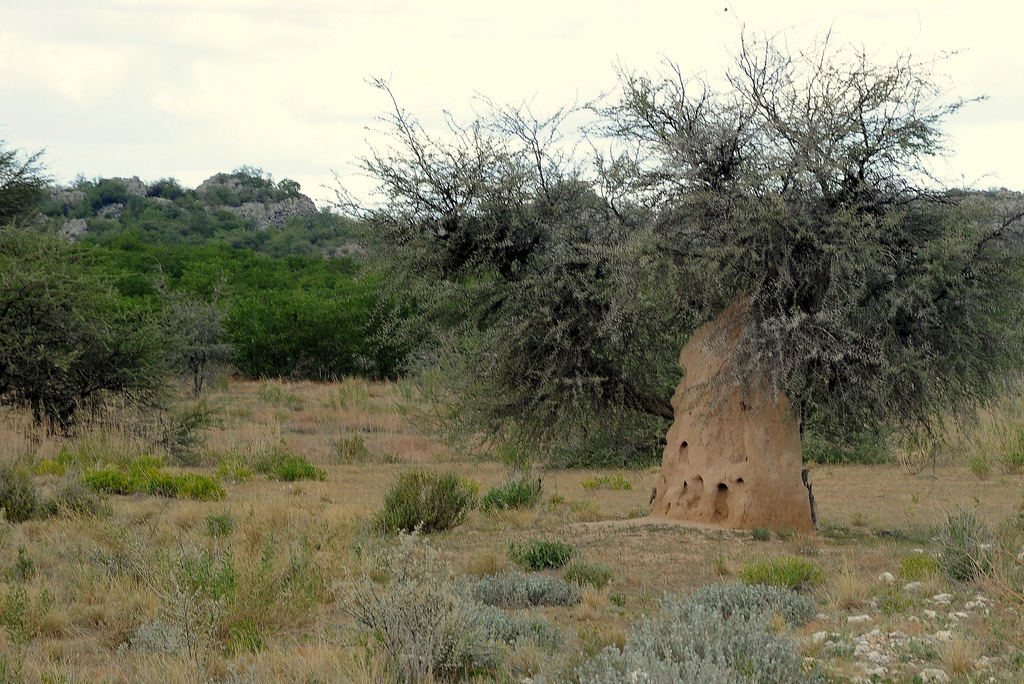 Etosha (12)