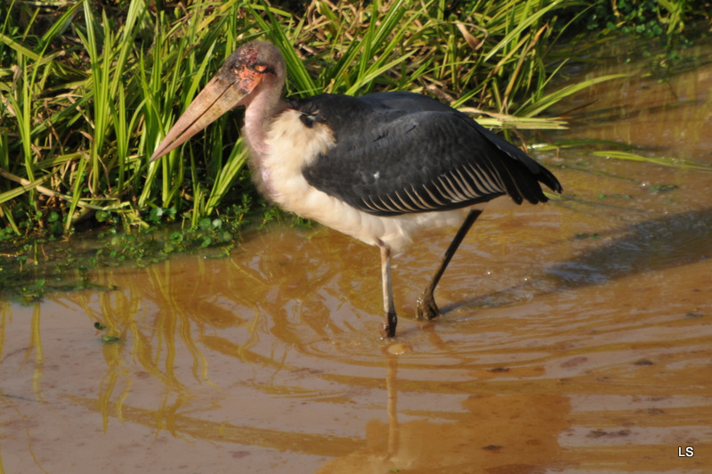 Marabout/Marabou Stork (1)