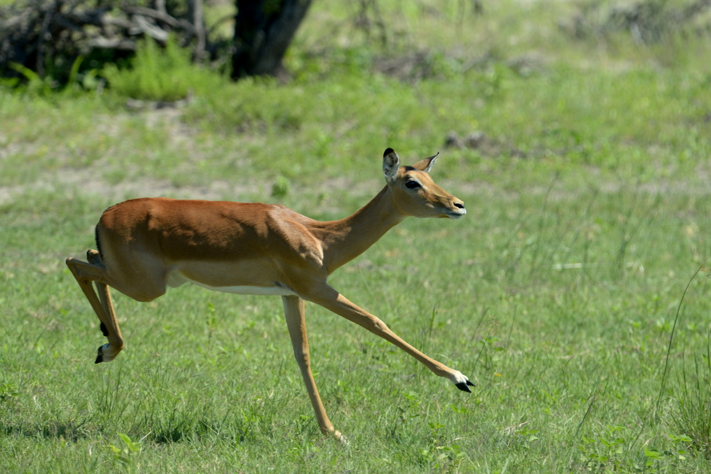 Impala (2)