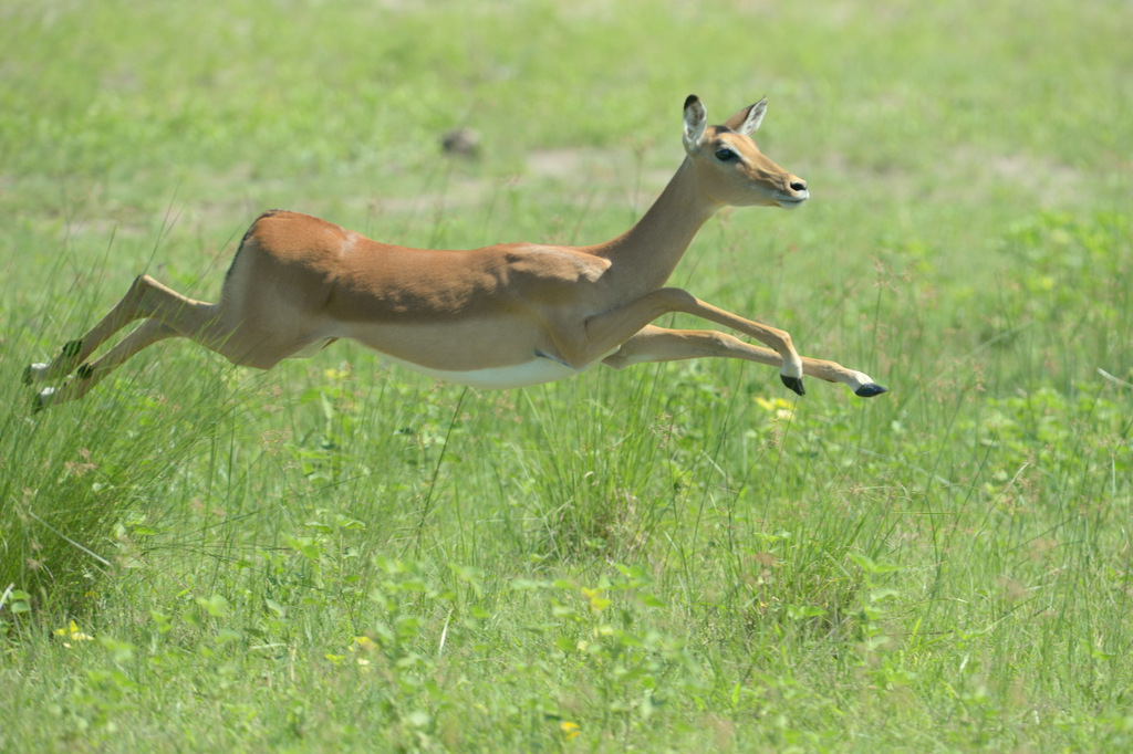 Impala (3)