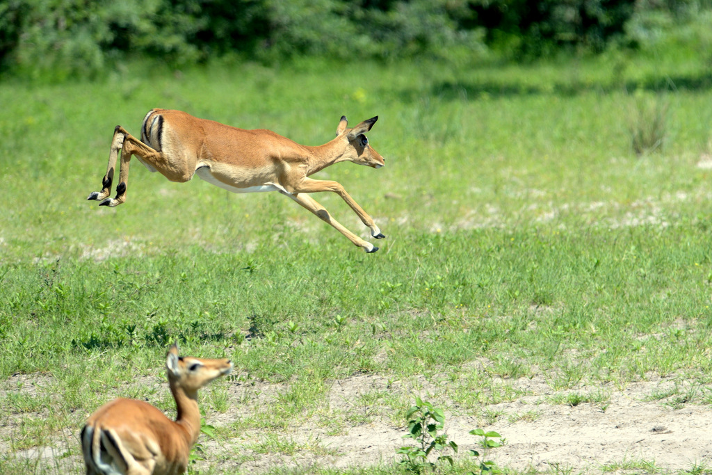 Impala (4)