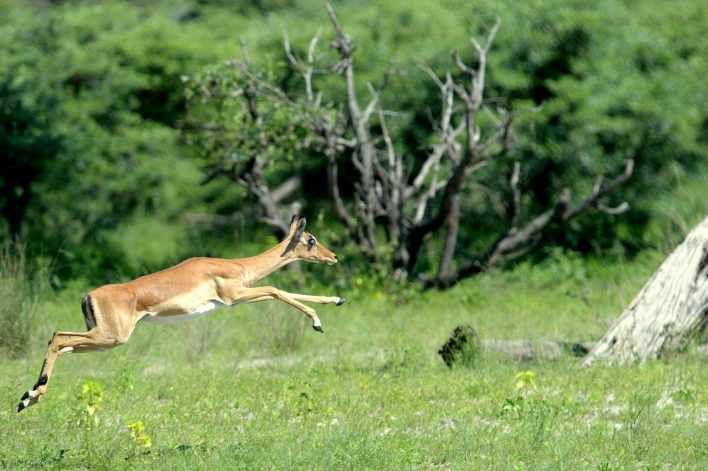 Impala (5)