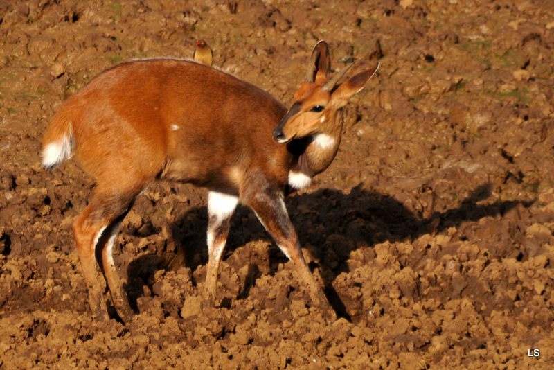 Guib harnaché/Bushbuck (2)