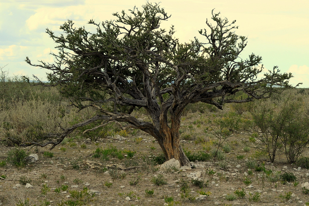 Etosha (14)