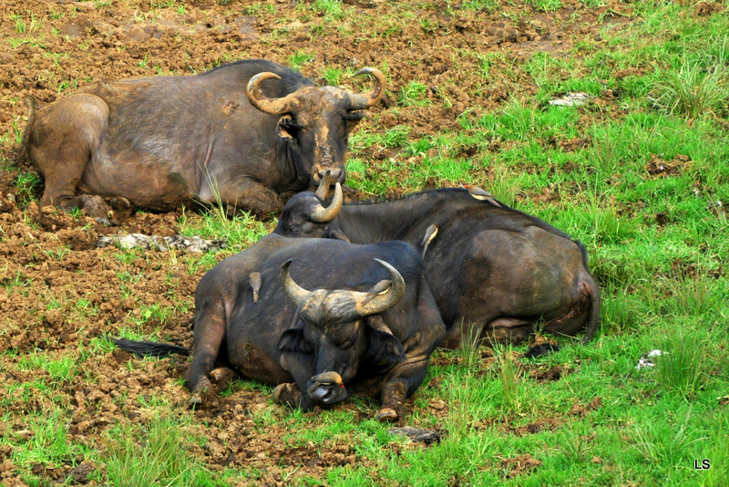 Buffle du Cap/Cape Buffalo (2)