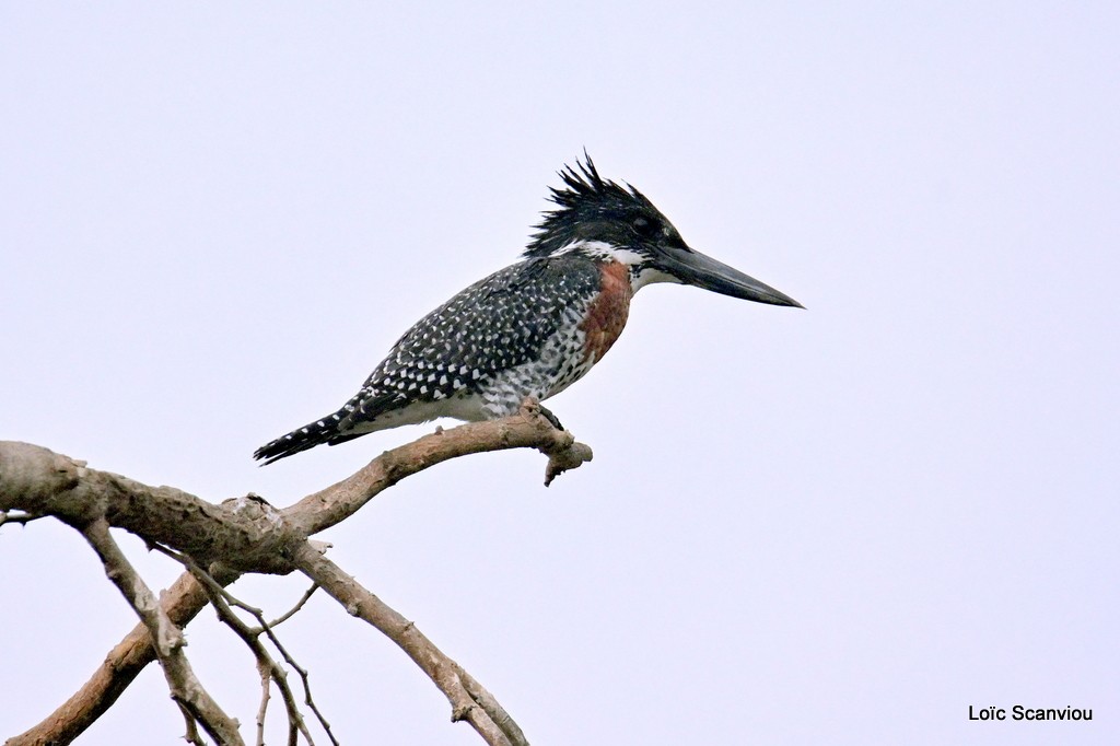 Martin-pêcheur géant/Giant Kingfisher 