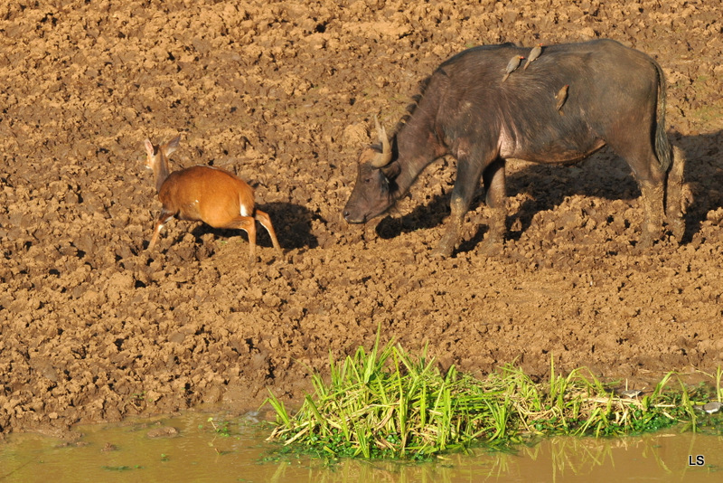 Guib harnaché et buffle