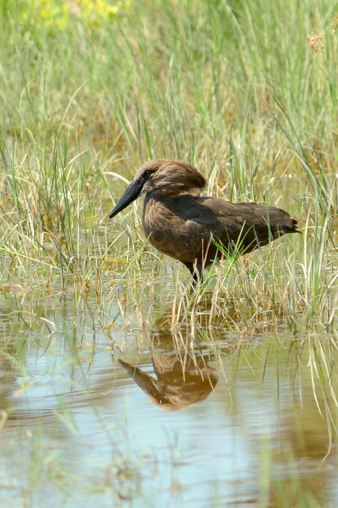 Ombrette/Hamerkop (1)