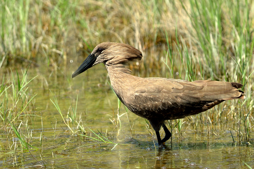 Ombrette/Hamerkop (2)