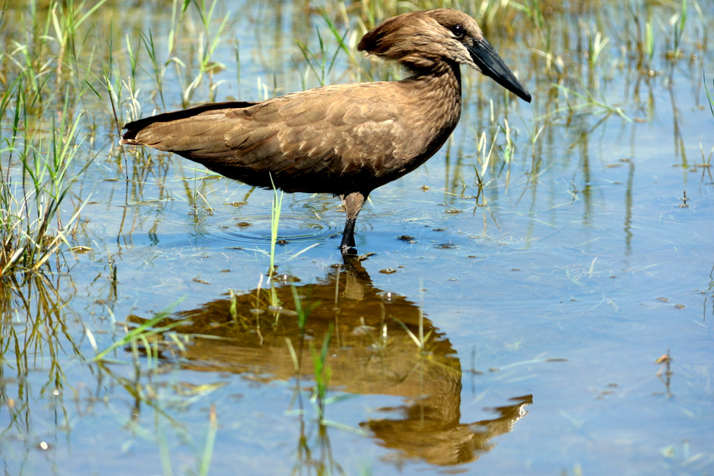 Ombrette/Hamerkop (3)