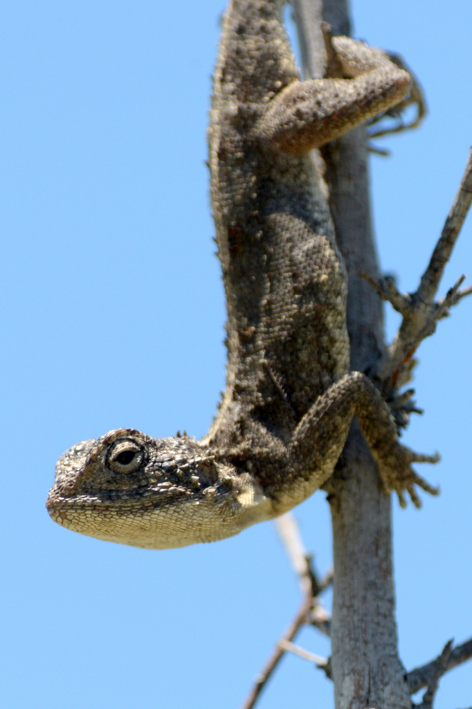 Agame/Agama Lizard (2)