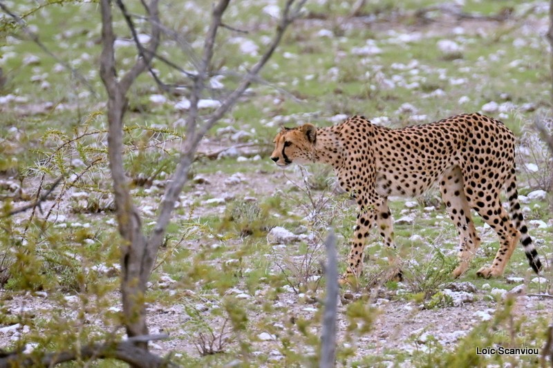 Guépard/Cheetah (6)