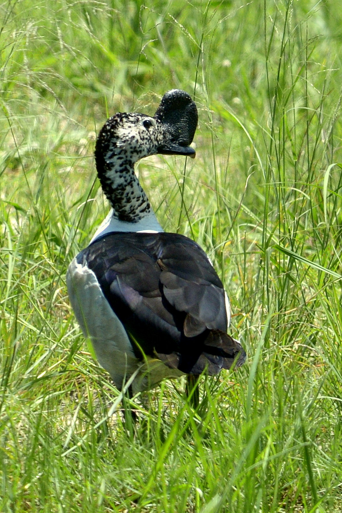 Canard à bosse/Comb Duck (1)