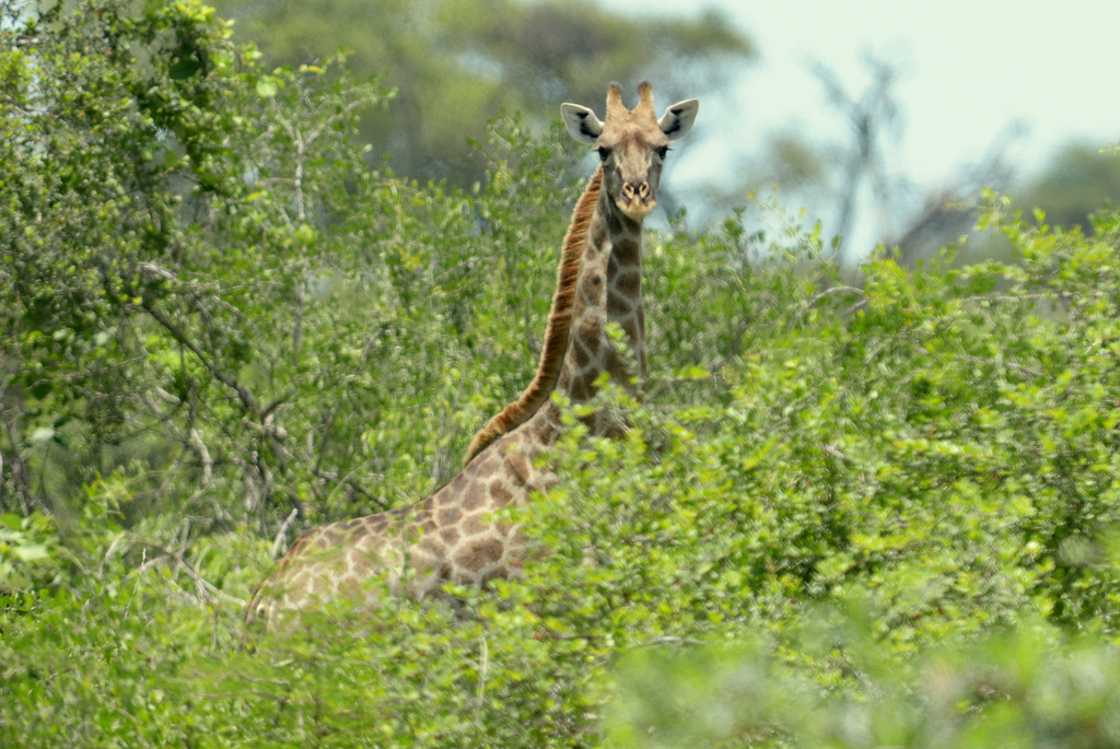 Girafe/Giraffe (2)