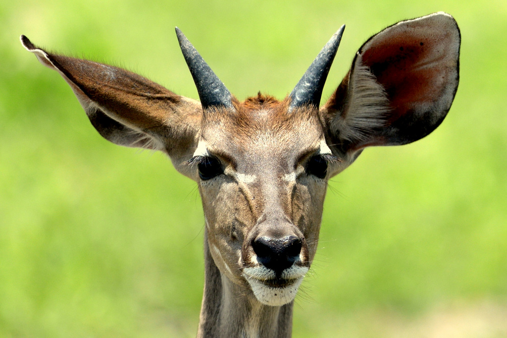 Koudou/Kudu (2)