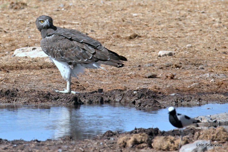 Aigle martial/Martial Eagle (4)