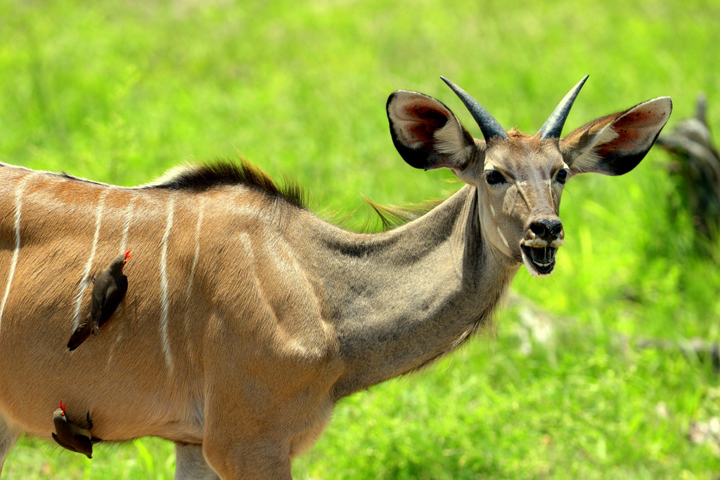 Koudou/Kudu (3)