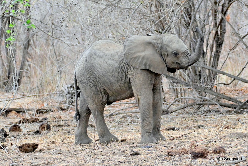 Éléphant d'Afrique/Savanna Elephant (23)