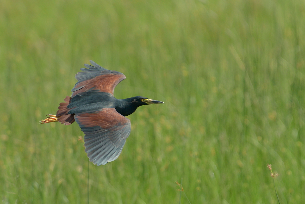 Crabier à ventre roux/Rufous-bellied Heron (1)