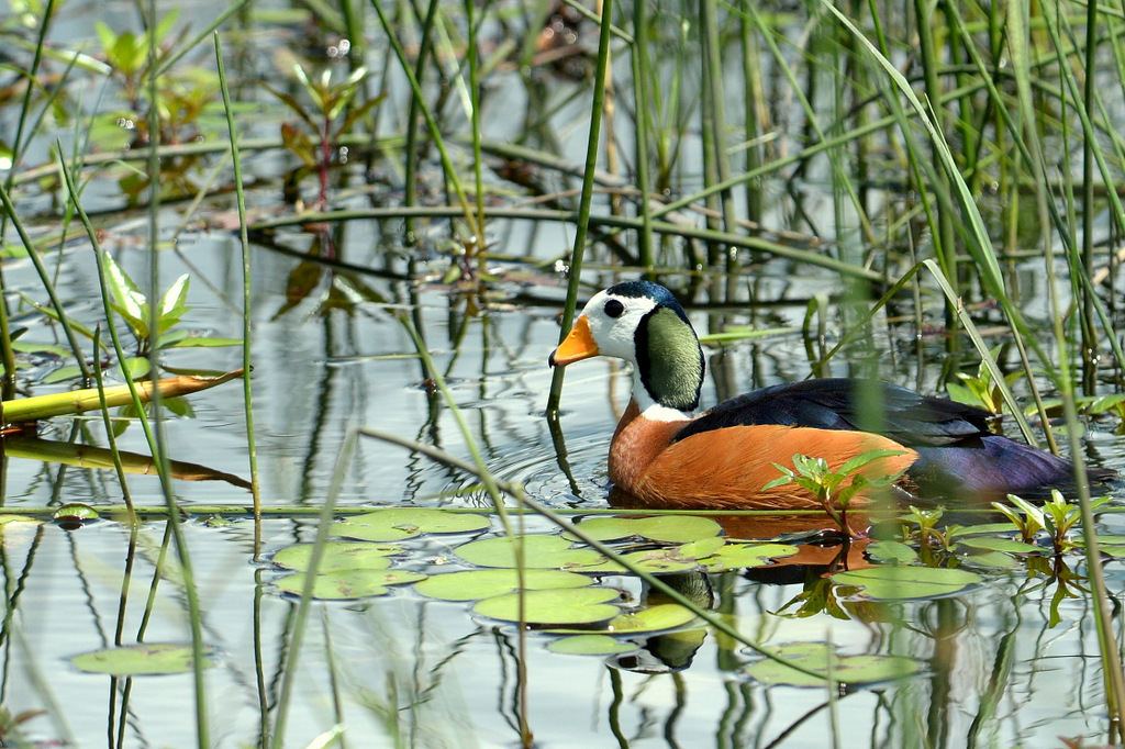 Anserelle naine/African Pygmy-Goose (1)