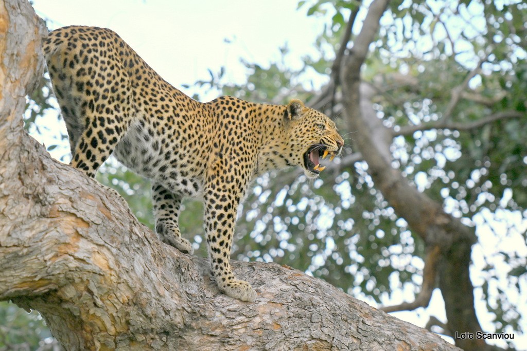 Léopard/Leopard (11)