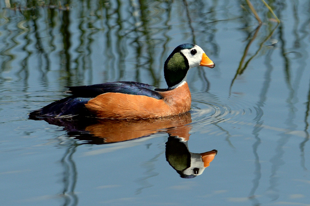 Anserelle naine/African Pygmy-Goose (2)