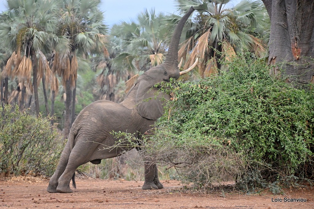 Éléphant d'Afrique/Savanna Elephant (24)