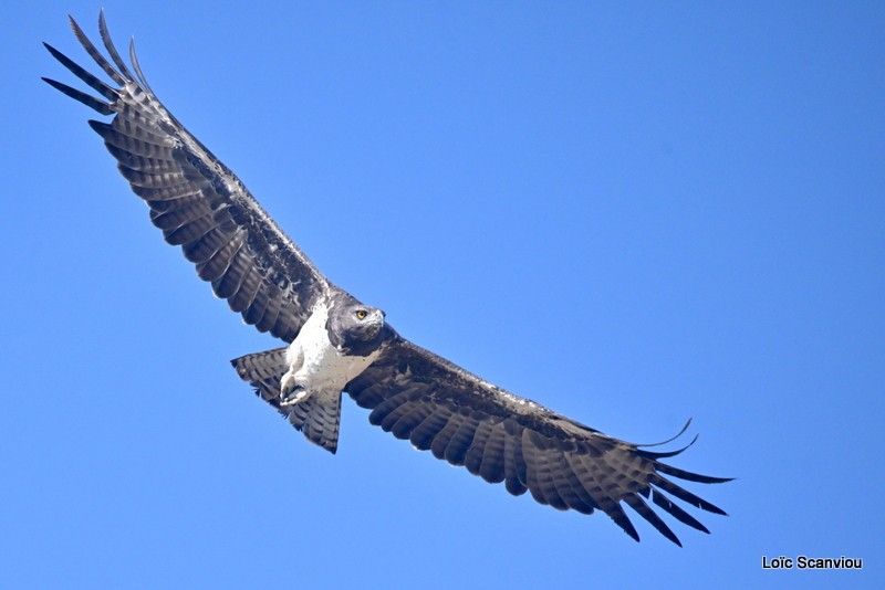 Aigle martial/Martial Eagle (5)